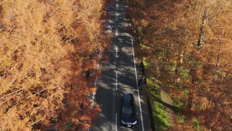 Autos-Que-Viajan-A-Través-De-Los-Colores-Dorados-Del-Otoño-En-Metasequoia-Namiki-En-Shiga,-Japón