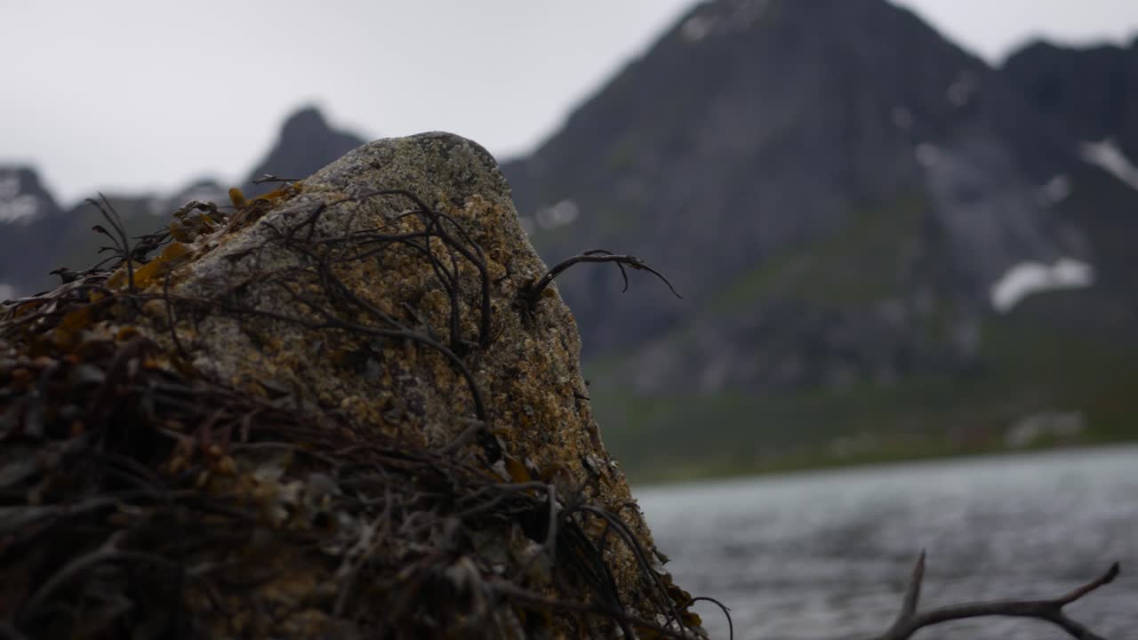 En tangdekket stein på en norsk strand med en øy i bakgrunnen