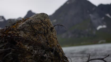 a seaweed covered rock on a norwegian beach with an island in the background