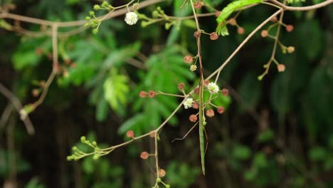 Hanging-while-pretending-to-be-part-of-the-plant-while-the-camera-zooms-out,-Stick-Insect-Baculomia-siamensis,-Kaeng-Krachan-National-Park,-Thailand