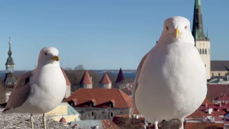 gaviotas curiosas mirando a la cámara en el encantador casco antiguo de tallin, estonia