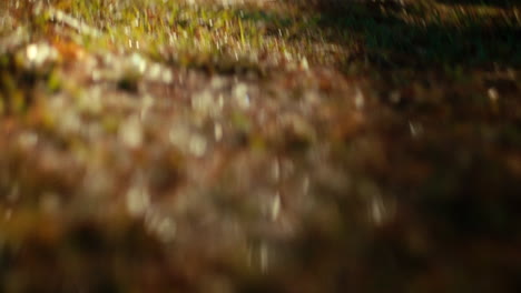 blurred grass
