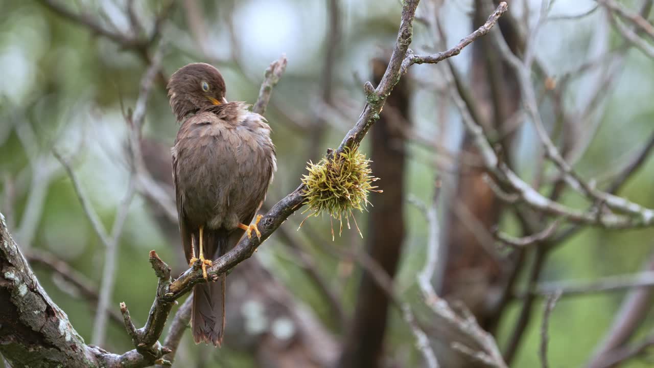 zorzal chiguanco posado en una rama en un día lluvioso mientras arregla sus plumas mojadas