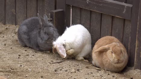 Andere-Farbe-Von-Kaninchen-In-Einem-Zoo---Weißes-Kaninchen,-Das-Sich-Selbst-Pflegt---Nahaufnahme