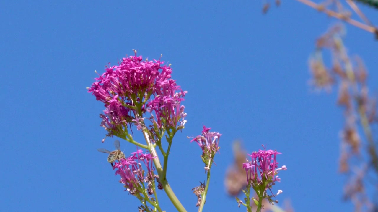 En honningbie samler nektar fra livlige rosa villblomster under sterkt sollys og blå himmel