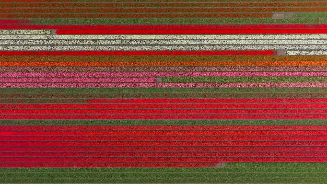 una vista aérea de los coloridos patrones de los campos de tulipanes en lisse, países bajos
