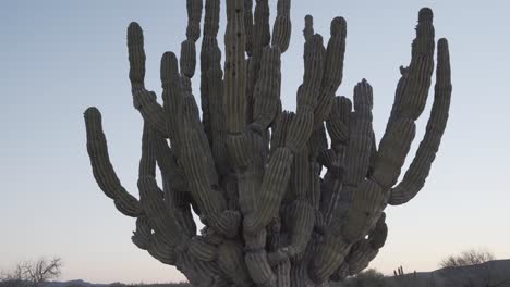 view of pachycereus pringlei cardon giant green cactus in desert of south baja california peninsula mexico