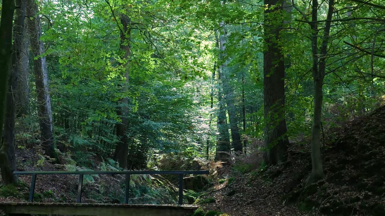 A scenic view of a lush forest with a bridge
