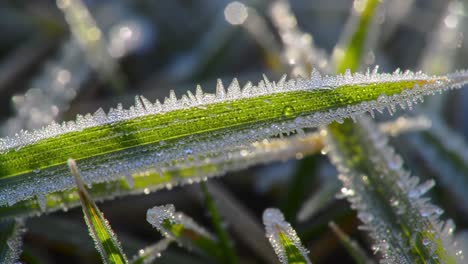 a close-up of gloriously frosted grass blades glimmering under soft morning light, showcasing nature's icy artwork and intricate crystal patterns
