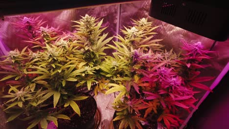 mature cannabis plants with leaves blowing in wind growing under full spectrum led lights in diy home grow for medical cbd thc weed marijuana hemp pot approaching stabilized