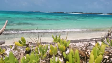 pirijillo tropical plant grows on white sand beach, turquoise caribbean sea background