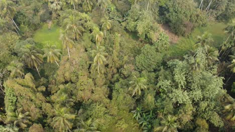 Area-view-shot-of-jungle-or-forest