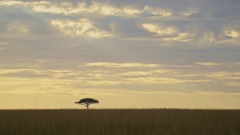 beautiful african landscape in maasai mara national reserve with acacia tree in background, kenyan sunset as sun goes down, africa safari scenery in masai mara north conservancy