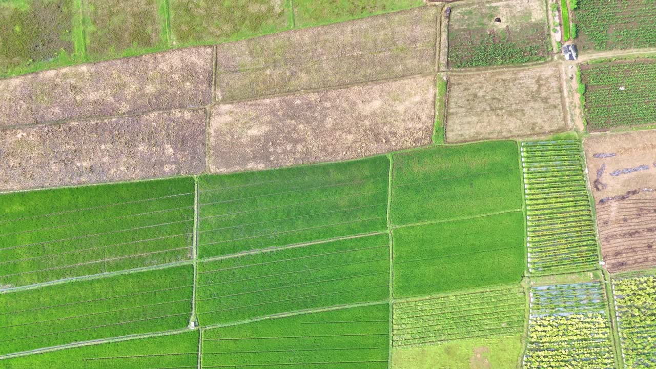 Top shot of widely rice fields in the morning, Indonesia. Square composition on agricultural land.