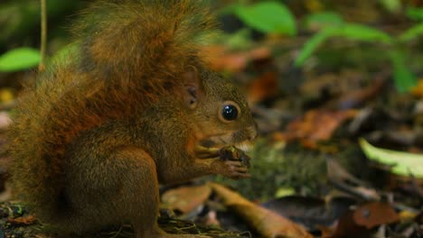 cole up of a squirrel eating a nut on the jungle floor