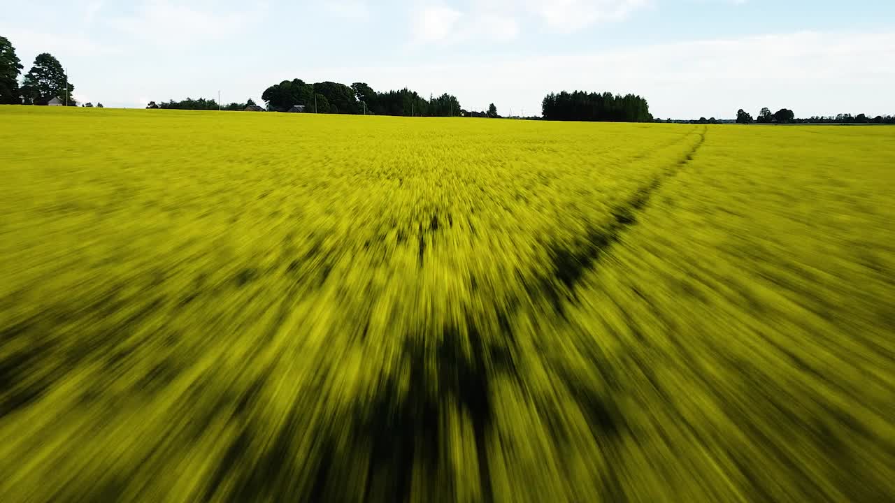 vuelo aéreo sobre el floreciente campo de colza, volando sobre flores amarillas de canola, paisaje idílico de agricultores, hermoso fondo natural, disparo de drones avanzando rápidamente hacia abajo