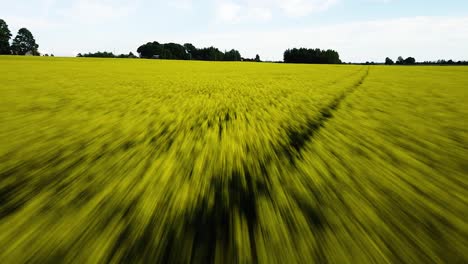 Aerial-flight-over-blooming-rapeseed-field,-flying-over-yellow-canola-flowers,-idyllic-farmer-landscape,-beautiful-nature-background,-drone-shot-fast-moving-forward-low