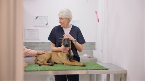 Dog,-exam-and-woman-with-senior-veterinary
