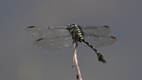 the common flangetail dragonfly is commonly seen in thailand and asia