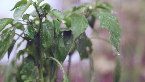 Pimientos-Verdes-Oscuros-Frescos-Que-Se-Riegan-Con-Gotas-De-Agua-Que-Se-Escapan