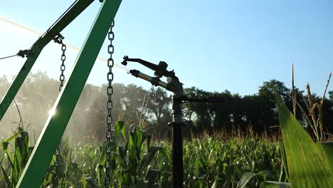 agricultural irrigation system sprays water on organic corn plants, slow motion shot