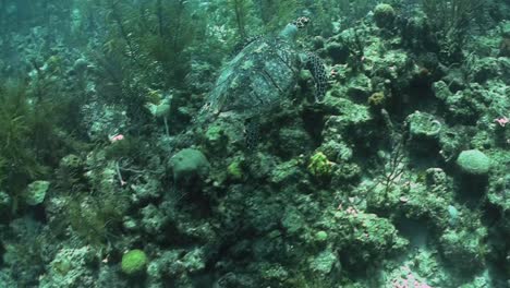 una tortuga nada bajo el agua 3