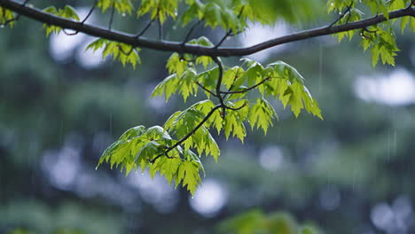 Steady-Rain-Falling-on-Tree-Branches-with-Leaves---Slow-Motion