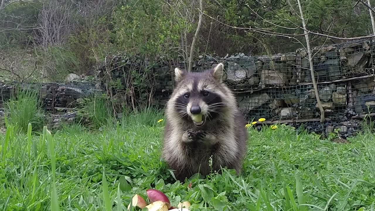 los amigos peludos pueden ser muy divertidos y entretenidos.