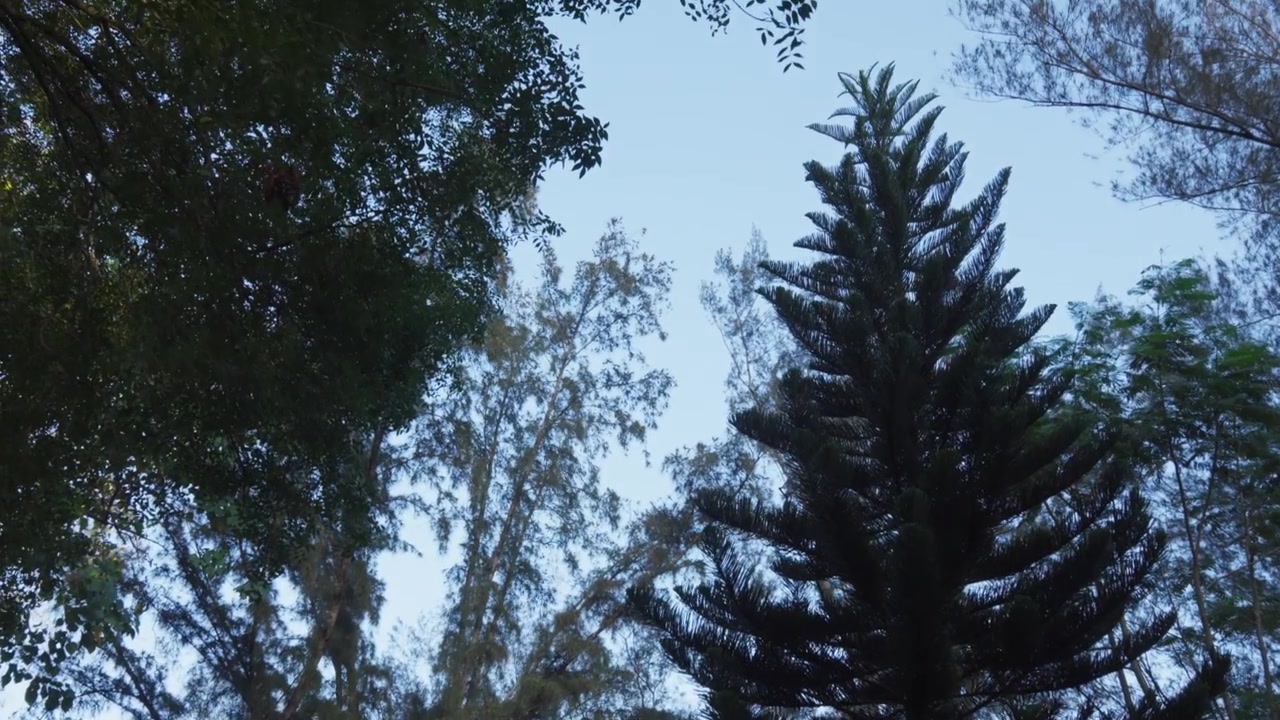Low-angle shot tilting up to capture the tall silhouette of a pine tree set against the natural canopy and open sky in Mirador Sur Park, emphasizing verticality and serene forest nature