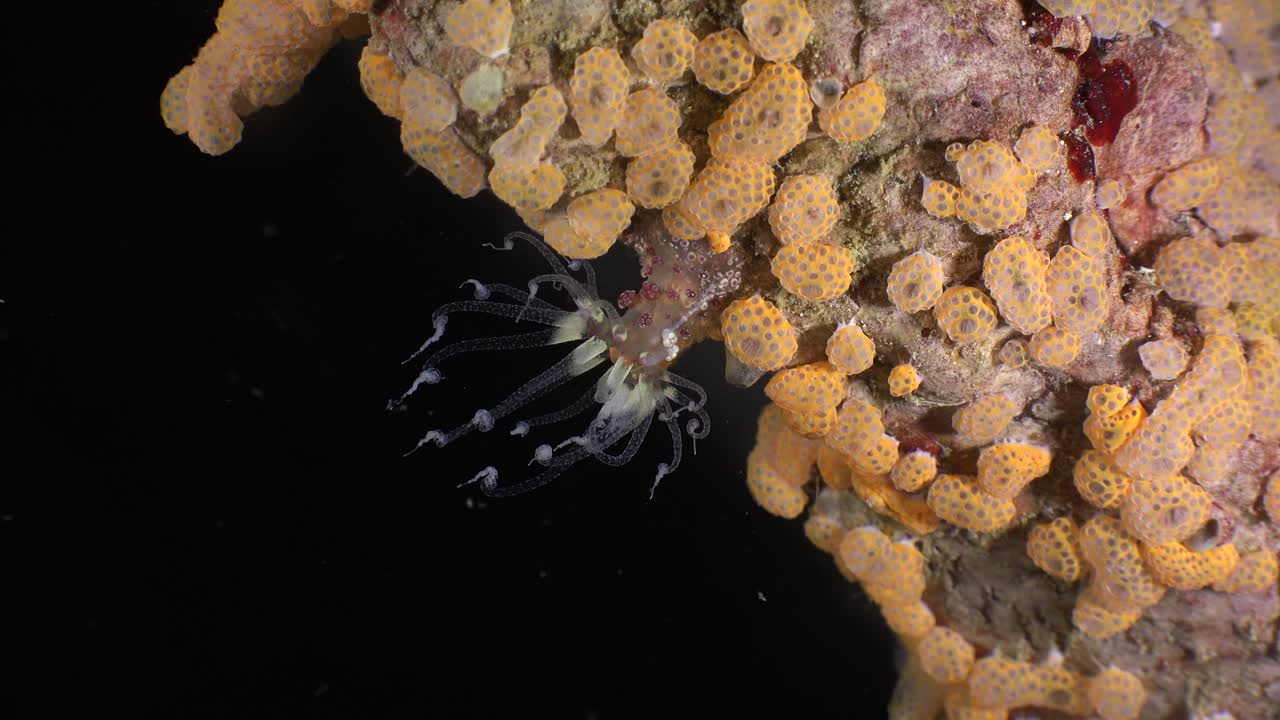 pequeña anémona de mar en el arrecife de coral por la noche