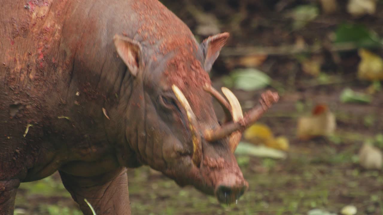 Babirussa alla ricerca di cibo nella natura selvaggia, primo piano.