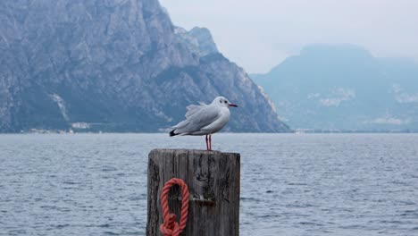 a single seagull standing on a post at lake garda, italy.