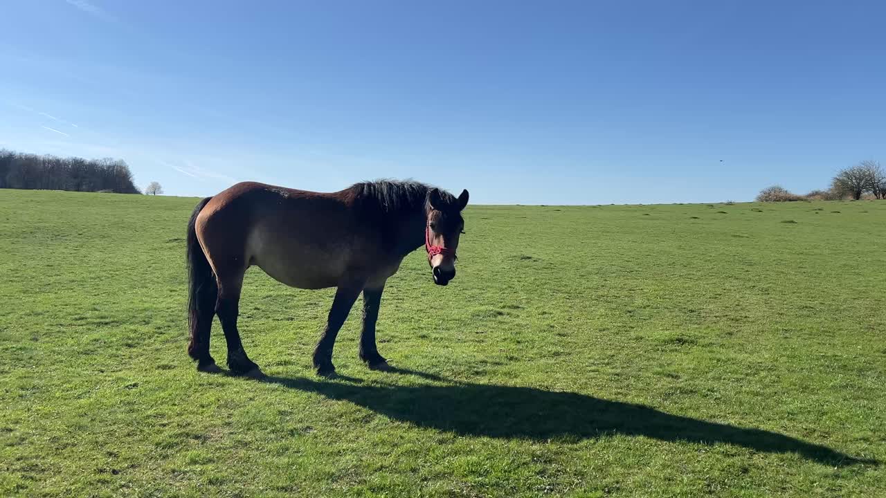 A light brown horse eating fresh grass on a field with perfect blue sky at golden hour on a sunny day in spring.