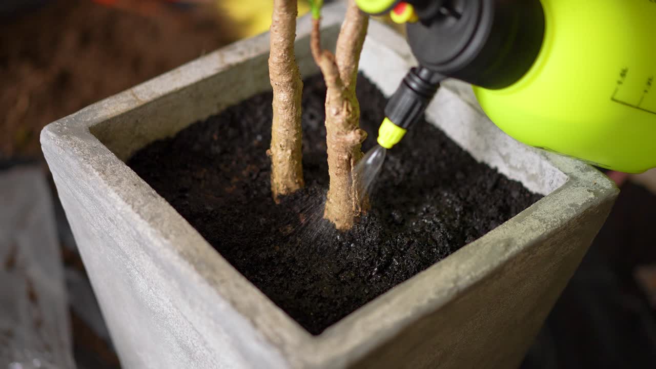 regar un árbol pequeño con un rociador en una olla de concreto