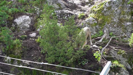 Grey-wolf-tearing-raw-meat-into-pieces-behind-fence---Feeding-time-for-wolves-inside-zoo---Static-handheld-with-fence-in-lower-foreground---Norway