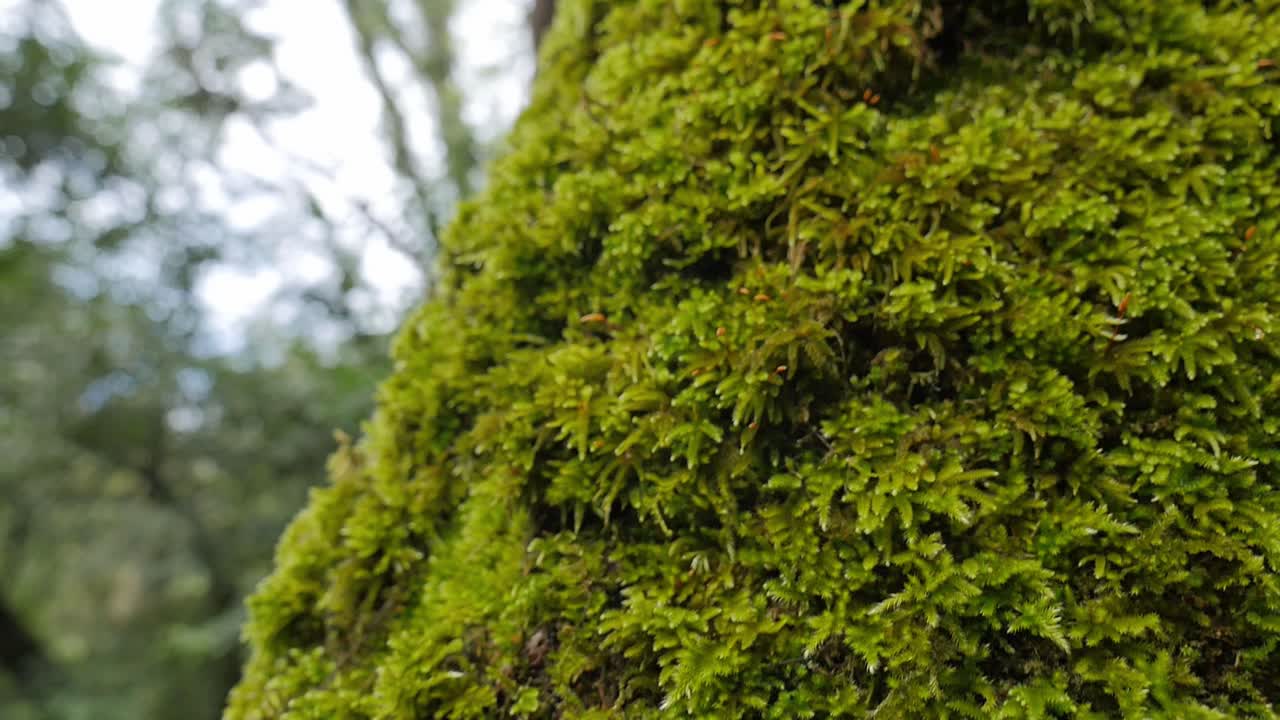 Close-up of Moss on Tree Trunk in Forest