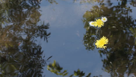 Slow-motion-medium-shot-of-a-stream-with-the-sky-and-trees-reflected-in-the-water