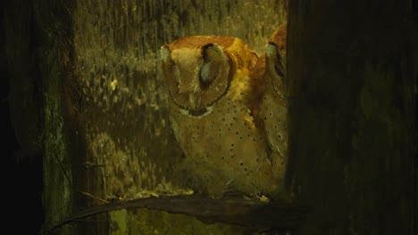 close up of two cute oriental bay owl or phodilus badius on their nest in the night