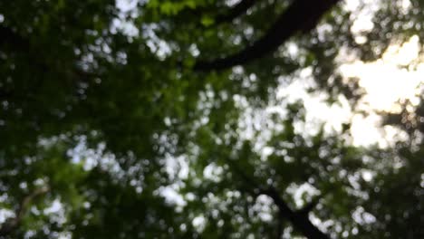 Canopy-of-trees-seen-from-below-during-a-walk-in-the-forest,-tall-woodland-greenery,-nature-blurry-background