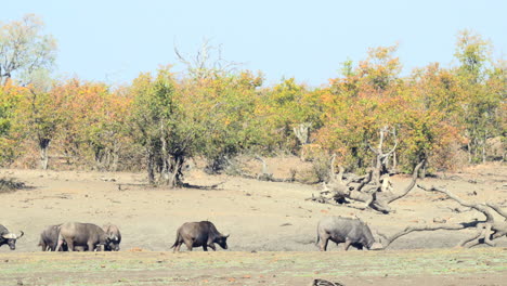 herd of cape buffalo   in background