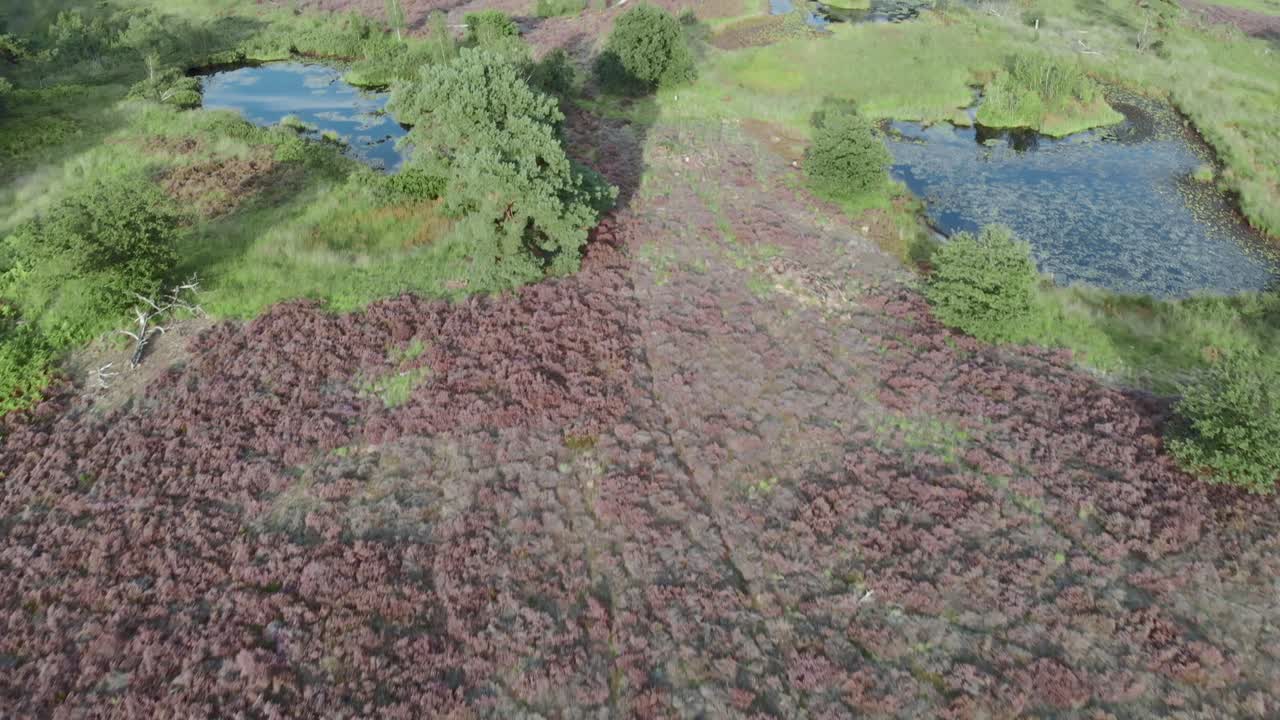 vista aérea del floreciente brezal púrpura con estanques y agua en el parque nacional de mainweg, países bajos - imágenes de drones de 4k