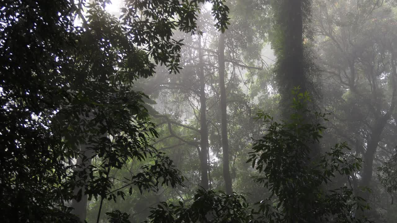 빛이 두꺼운 숲의 안개를 고