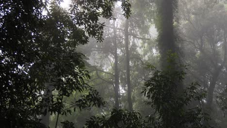 sunlight piercing through fog in a dense forest