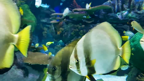 school of fishes swimming in aquarium