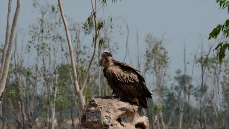 喜马拉雅高原 (himalayan gryphon vulture) 濒临灭绝,由于食物来源和<unk>息地丧失,