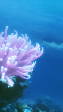 pink anemone on a coral reef