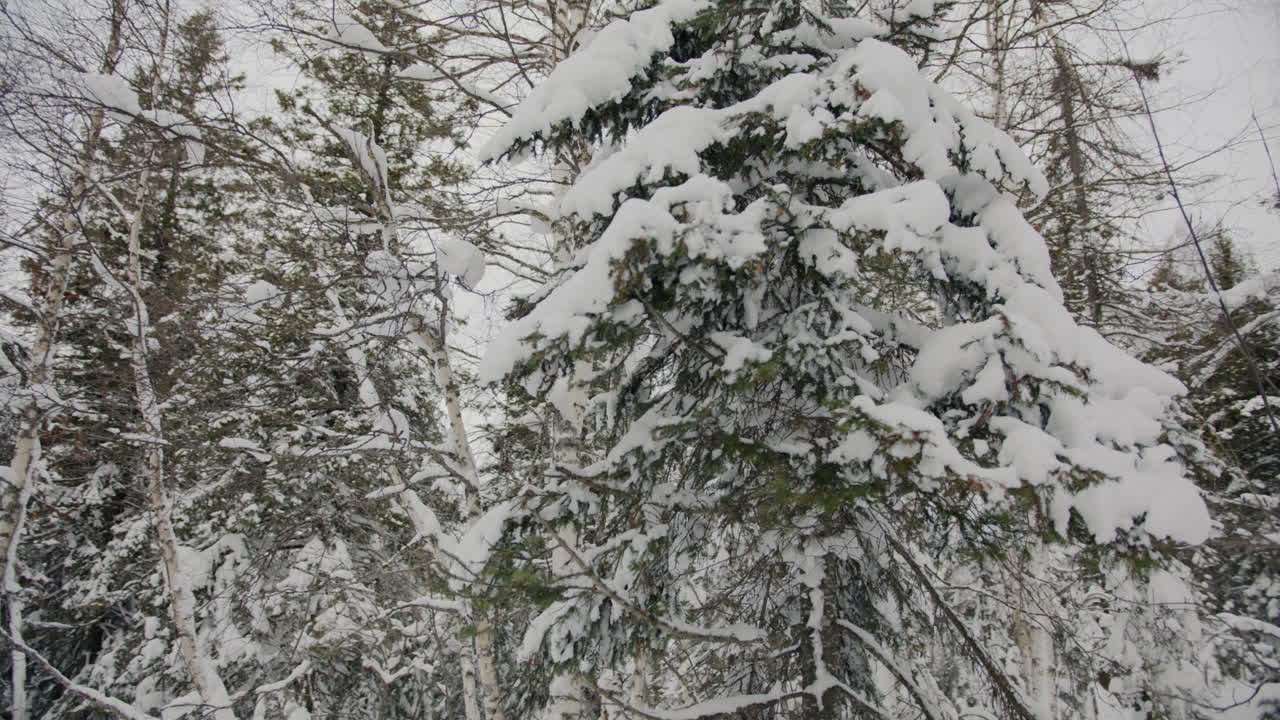 눈 덮인 겨울 숲