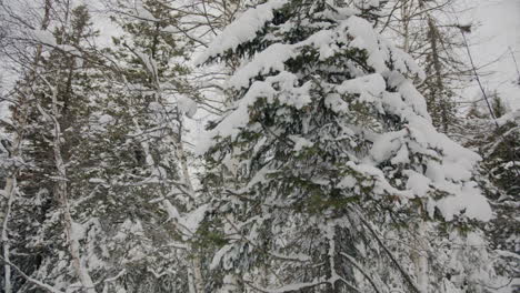 bosque de invierno nevado