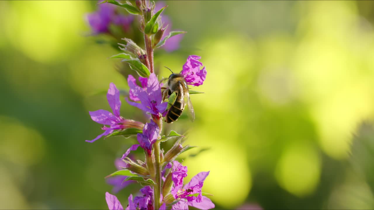 la abeja melífera se arrastra en la flor púrpura en el jardín en busca de néctar