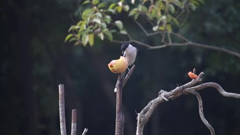 Closeup-shot-of-an-Azure-Winged-Magpie-bird-perched-on-a-tree-branch-feasting-on-a-piece-of-fruit